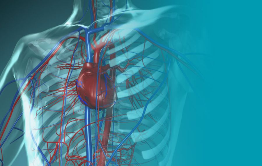 Cardiovascular Testing Cardiovascular Testing